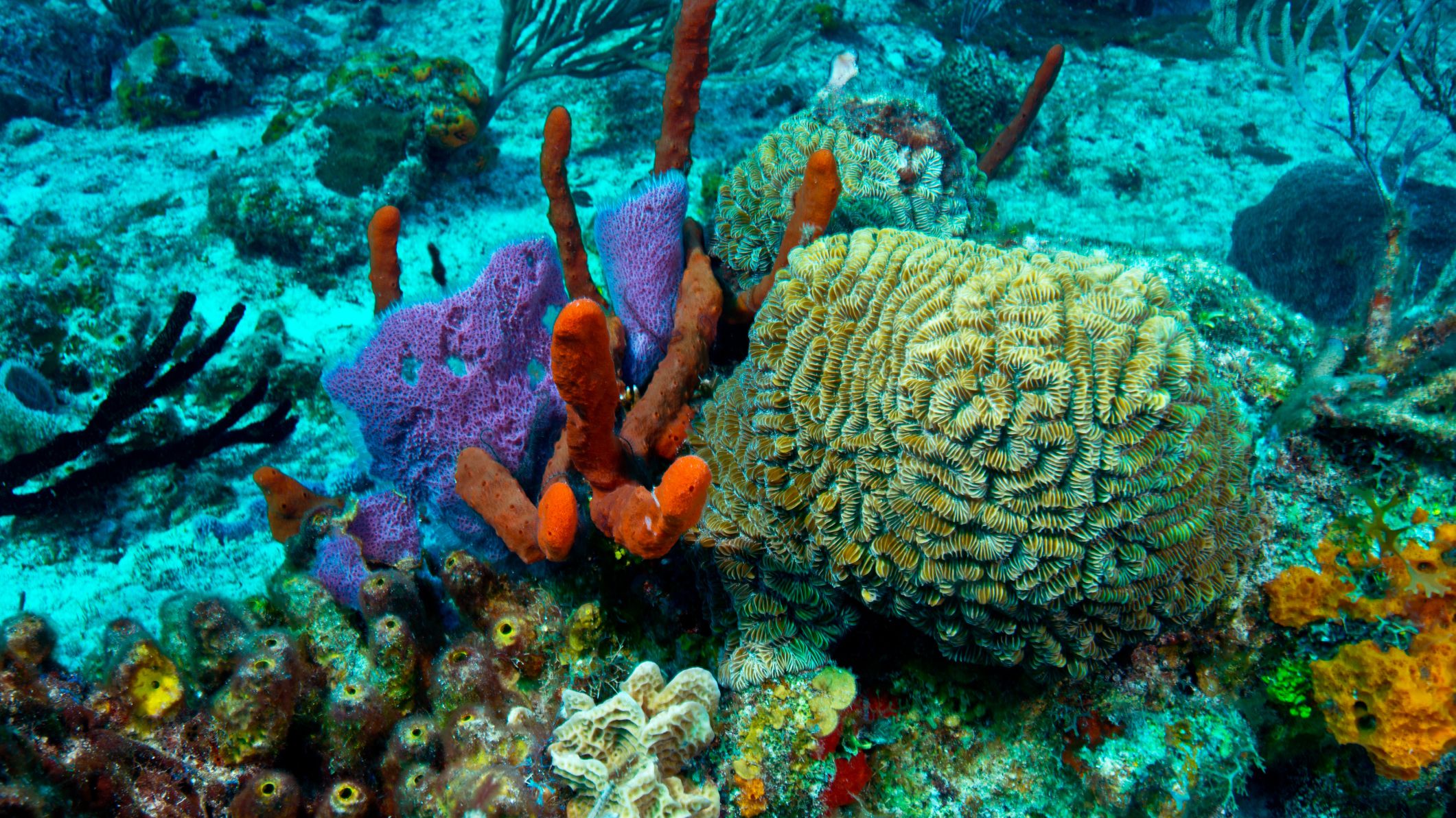 Puerto Morelos Reef